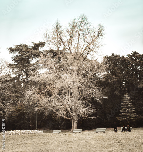 winter tree in the snow in the park