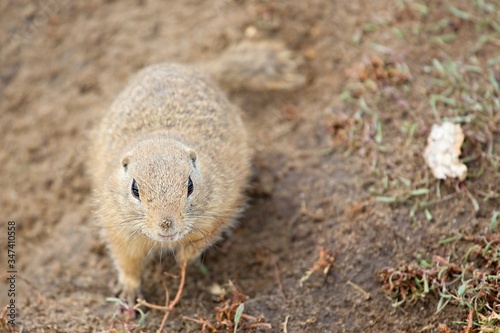 Squirrel, Mlada Boleslav, Czech Republic, Na Radouci photo