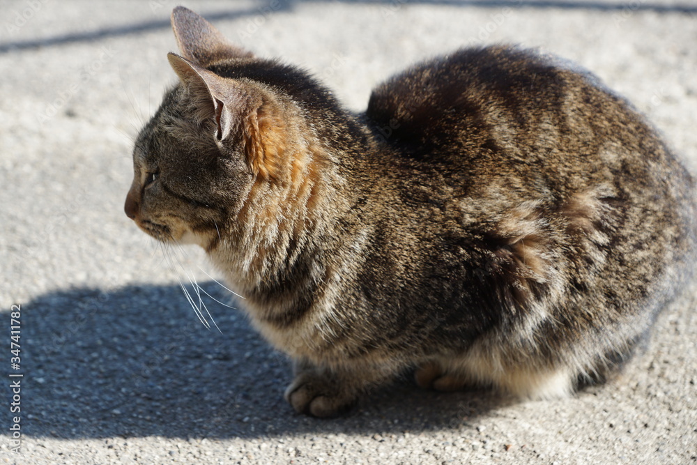 猫 猫