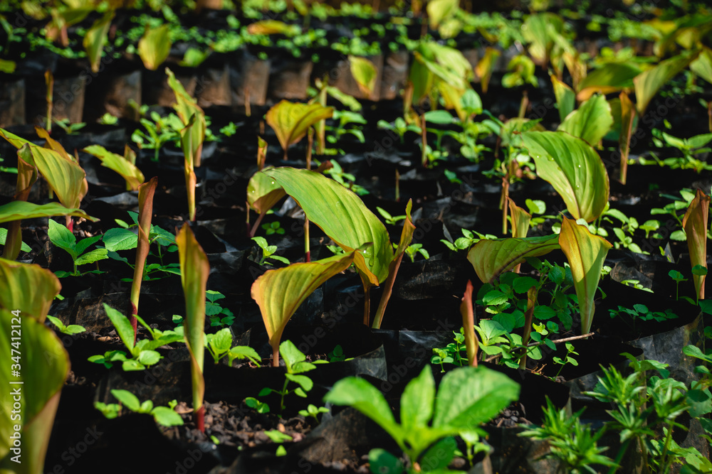 Black galingale that has just been watered for growth. Black galingale that has just been watered for growth.