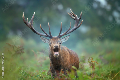 Red deer stag calling during rutting season in autumn