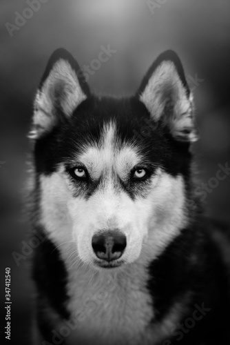 siberian husky dog portrait black and white