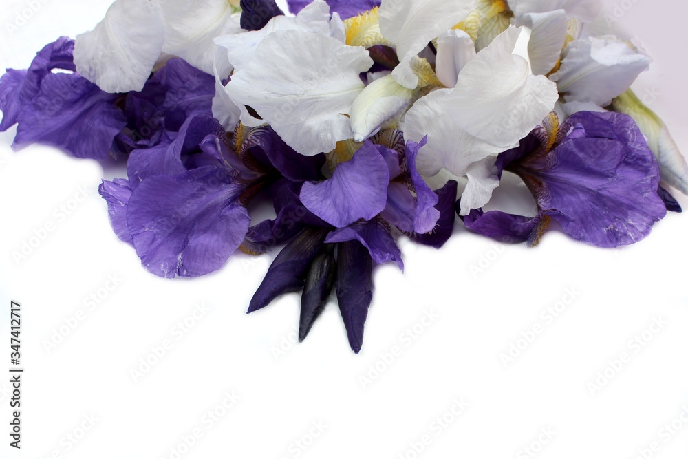 Blue irises on a white background. Frame of fresh blue and white flowers isolated on a background with place for text. White petals on a colored Spring background. View from above.
