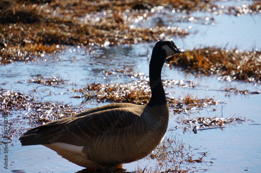 Obraz premium ウィスラーの日常