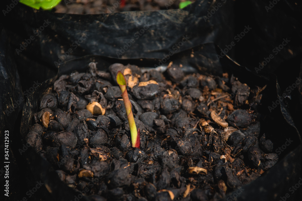 Black galingale that has just been watered for growth. Black galingale that has just been watered for growth.