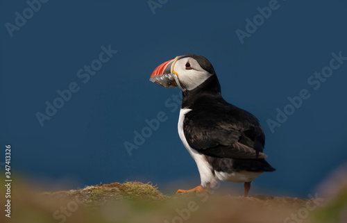 Atlantic puffin with the beak full of sand eels © giedriius