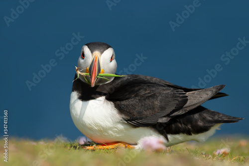 Atlantic puffin with nesting material in the beak © giedriius