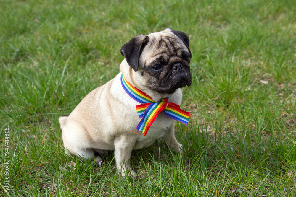 dog on the street with rainbow flag