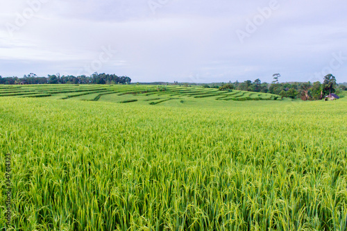 minimalism of rice fields with mountain range indonesia