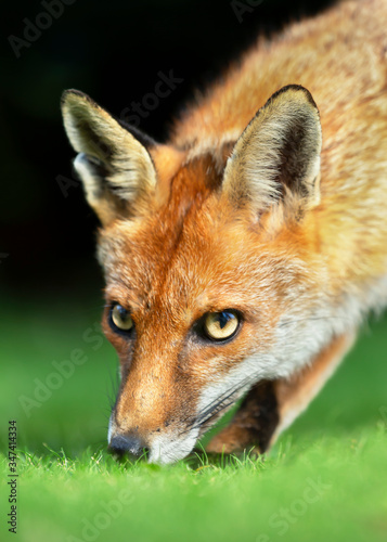 Fototapeta Naklejka Na Ścianę i Meble -  Red fox against dark background