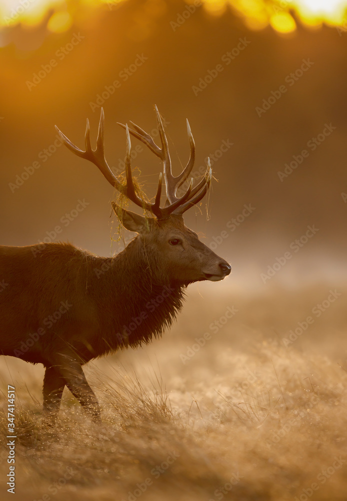 Obraz premium Red Deer stag on a misty morning at sunrise