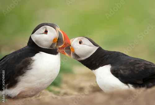 Courtship ritual of Atlantic puffins next to a burrow
