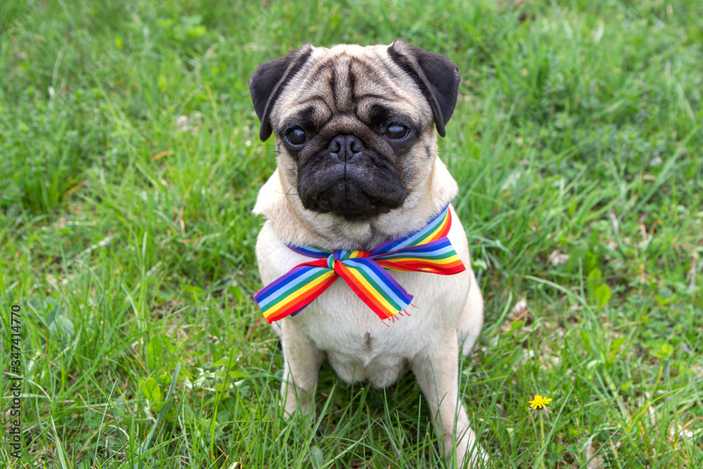 dog on the street with rainbow flag