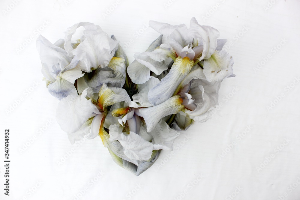 Heart made of white fresh flowers isolated. Heart symbol made of
iris flowers isolated on white background. Love concept for Valentine's and Mother's Day. Floral Heart Shape.