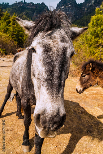 Close up of head of horse mare with foal on the way to Taktshang Goemba(Tiger's Nest Monastery), the most famous Monastery in Bhutan, in a mountain cliff, Himalayas. Horse portrait.
