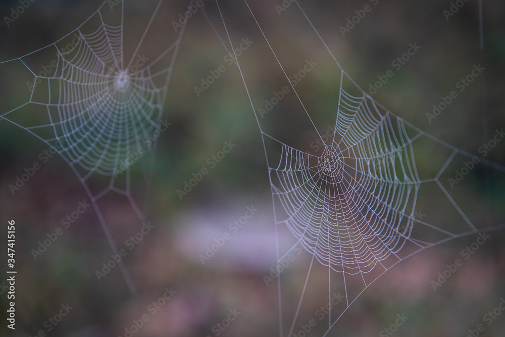 Double spider web