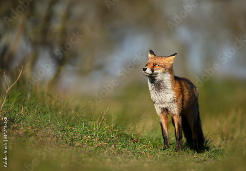 Close up of a red fox standing in the meadow