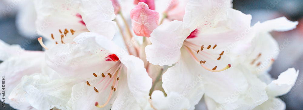 White rhododendron flowers panoramic border, banner, wedding romantic background. Flat lay. White rhododendron flowers panoramic border, banner, wedding romantic background. Flat lay.