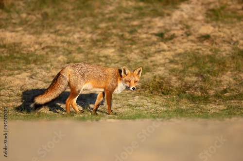 Close up of a red fox