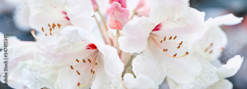 White rhododendron flowers panoramic border, banner, wedding romantic background. Flat lay.