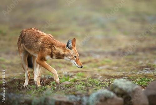 Ethiopian wolf in the highlands of Bale mountains, Ethiopia