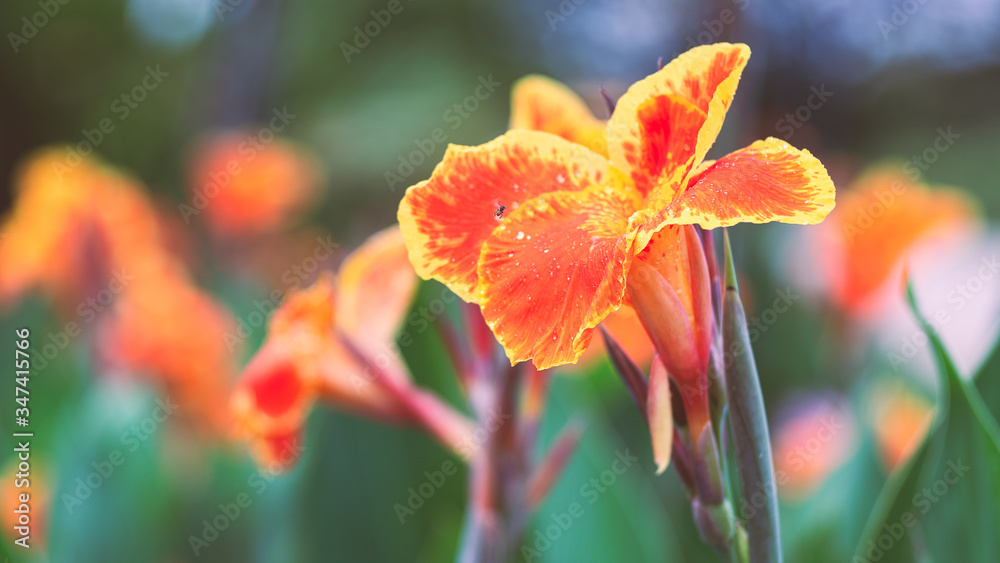 Beautiful orange Yellow canna Lily with insect fly around flowers