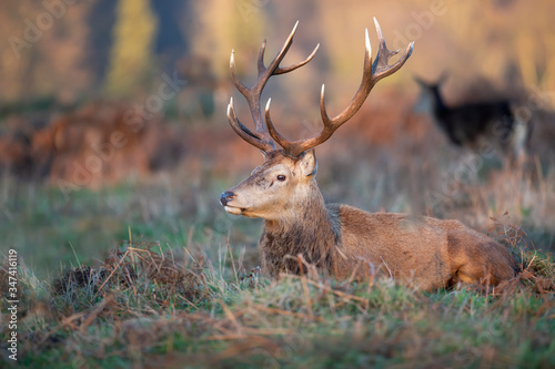 Close-up of a red deer stag lying on grass