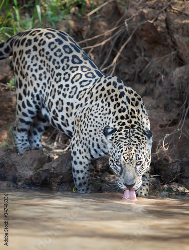 Close up of a Jaguar drinking water from the river