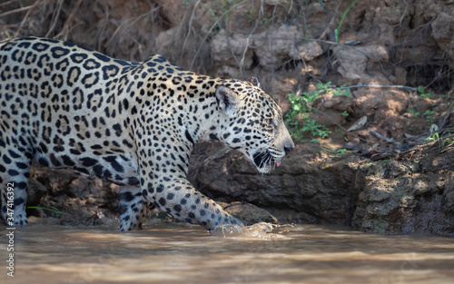 Jaguar on a river bank in natural habitat