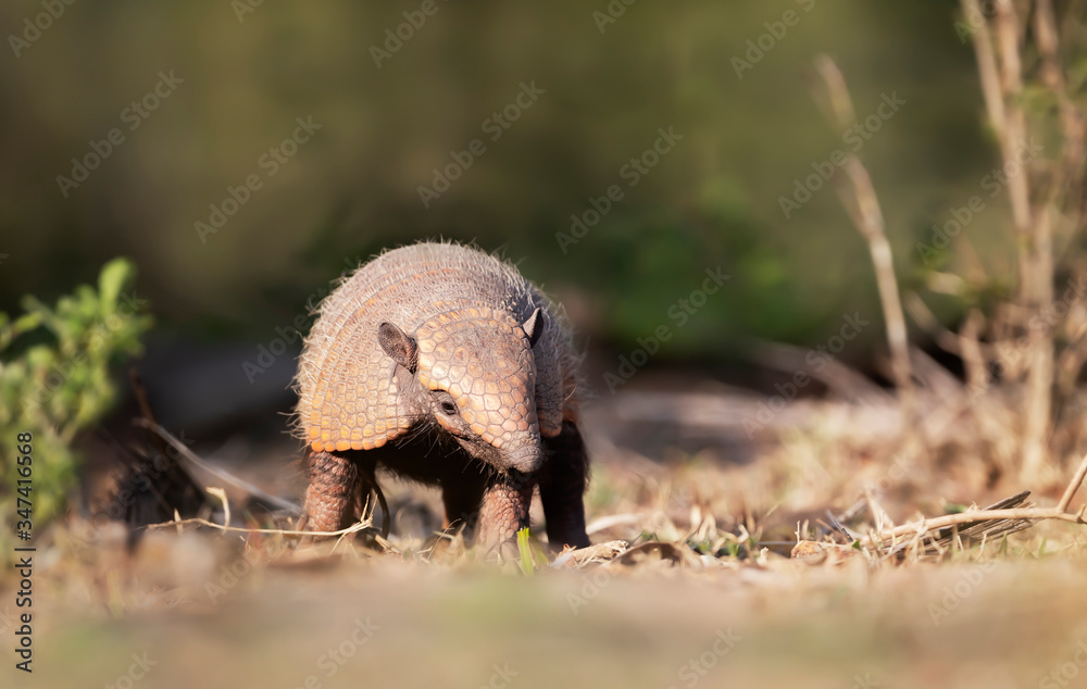 Close up of a Six-banded armadillo in the field Close up of a Six-banded armadillo in the field