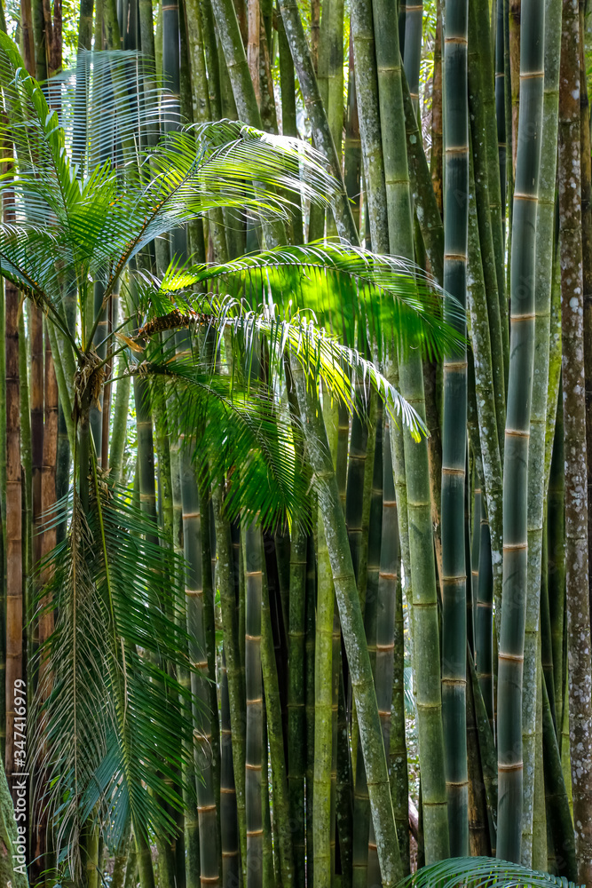 Fototapeta premium Bamboo forest and palm tree leaves in sunlight, Itatiaia, Rio de Janeiro, Brazil