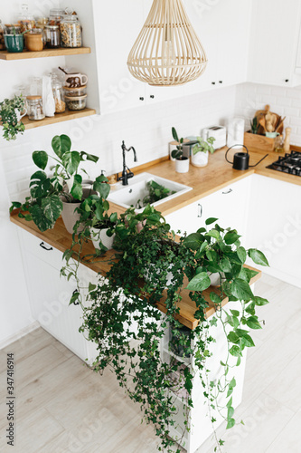 A lot of Houseplants on kitchen table.