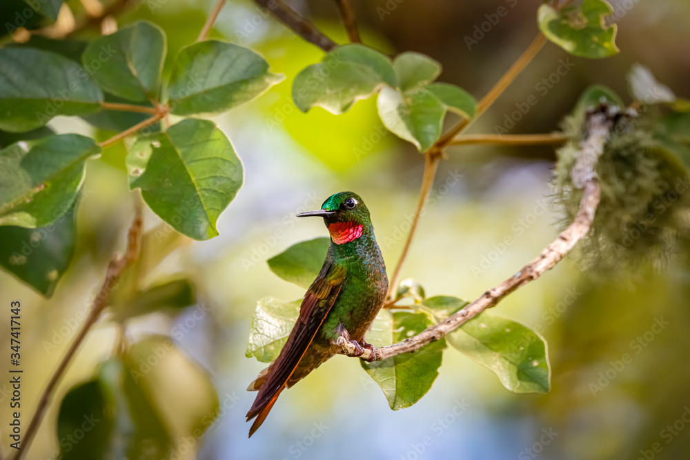 Fototapeta premium Front view of a Brazilian Ruby perched on a branch against defocused background, Itatiaia, Rio de Janeiro, Brazil