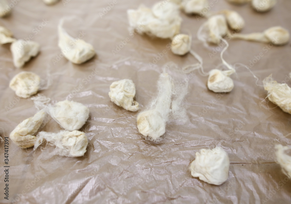 Silkworm cocoon in silk threads. Silkworm cocoon in silk threads.