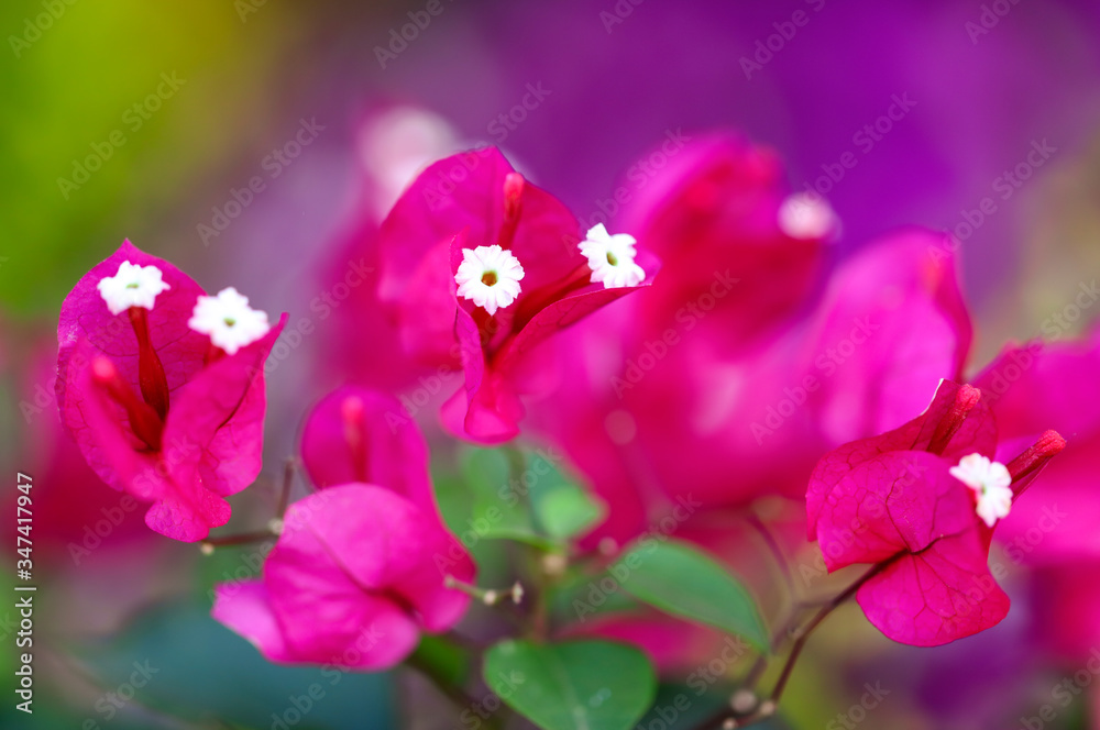 Beautiful pink flowers on the nature Beautiful pink flowers on the nature