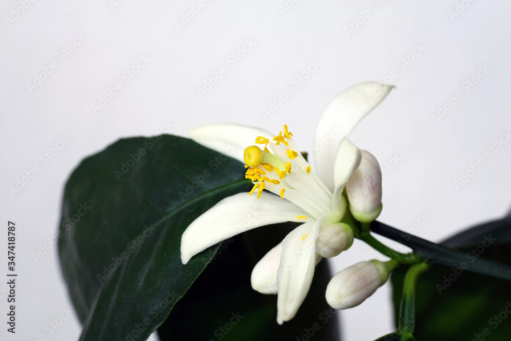Fototapeta premium Blooming lemon tree grown in the apartment.