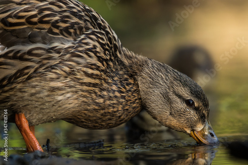 Photography Stockente (Anas platyrhynchos) close up