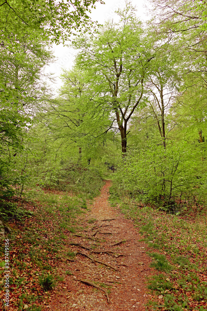 A path winding through a forest of green trees