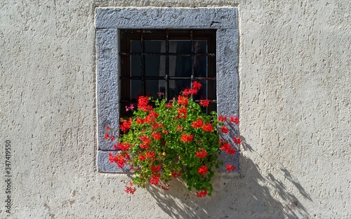 Red Flowers at Window