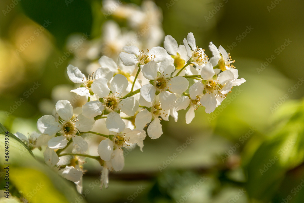 Flowers that are white and yellow on a green blurry background Flowers that are white and yellow on a green blurry background