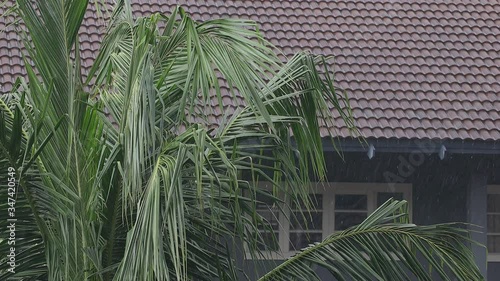 Rainy Day in Tropical. Rain Falling into the House Roof. Static and Handheld