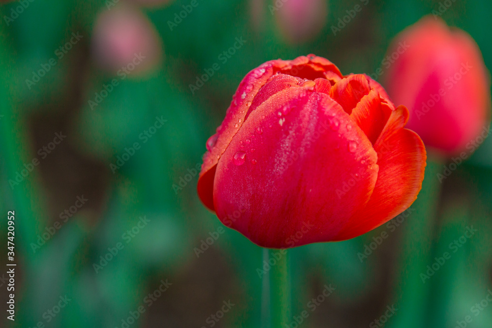 Red tulips with dew drops in early morning. Water drops on red tulips. Beautiful flowers Red tulips with dew drops in early morning. Water drops on red tulips. Beautiful flowers