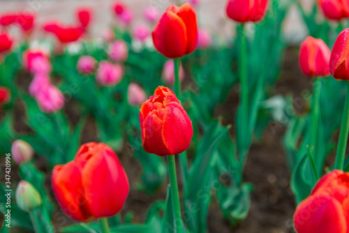 Red tulips with dew drops in early morning. Water drops on red tulips. Beautiful flowers