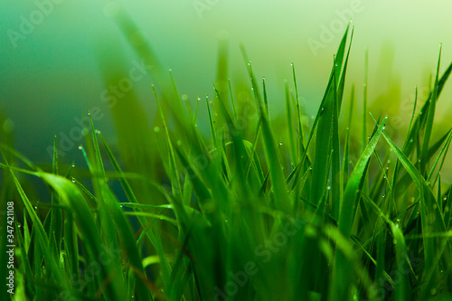 Water drops on the green grass. Green wet grass with dew. Close up of fresh grass with water drops in the early morning