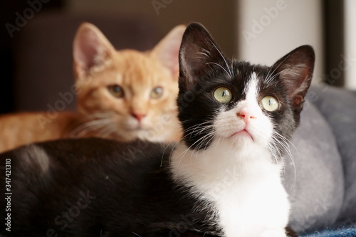 Close up of two kittens with focus on one