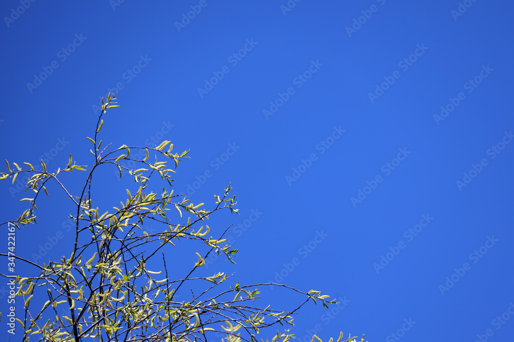 natural background of a blossoming tree against blue sky in spring natural background of a blossoming tree against blue sky in spring