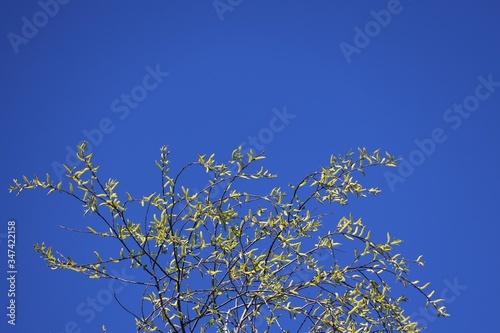 natural background of a blossoming tree against blue sky in spring