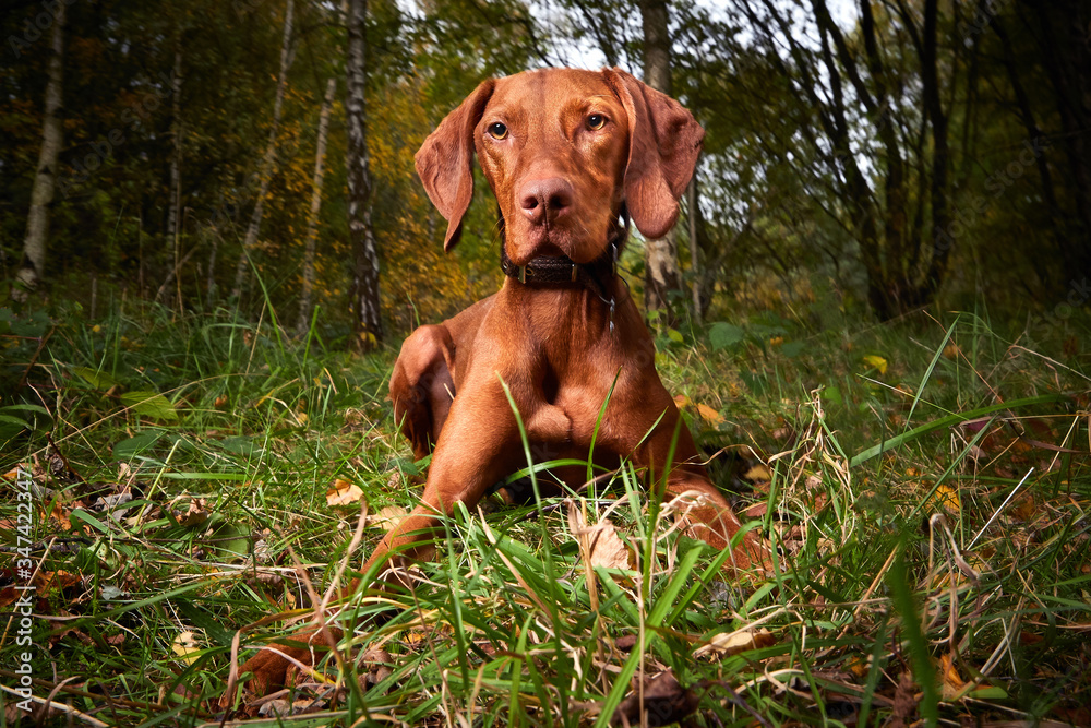 Beautiful Hungarian Vizsla lying down in Forrest surrounded by wild grass and trees. Looking at the camera with cute floppy ears and red fur. Beautiful Hungarian Vizsla lying down in Forrest surrounded by wild grass and trees. Looking at the camera with cute floppy ears and red fur.