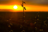 Branch with green leaves on beautiful sunset in a field. Beautiful sunset landscape