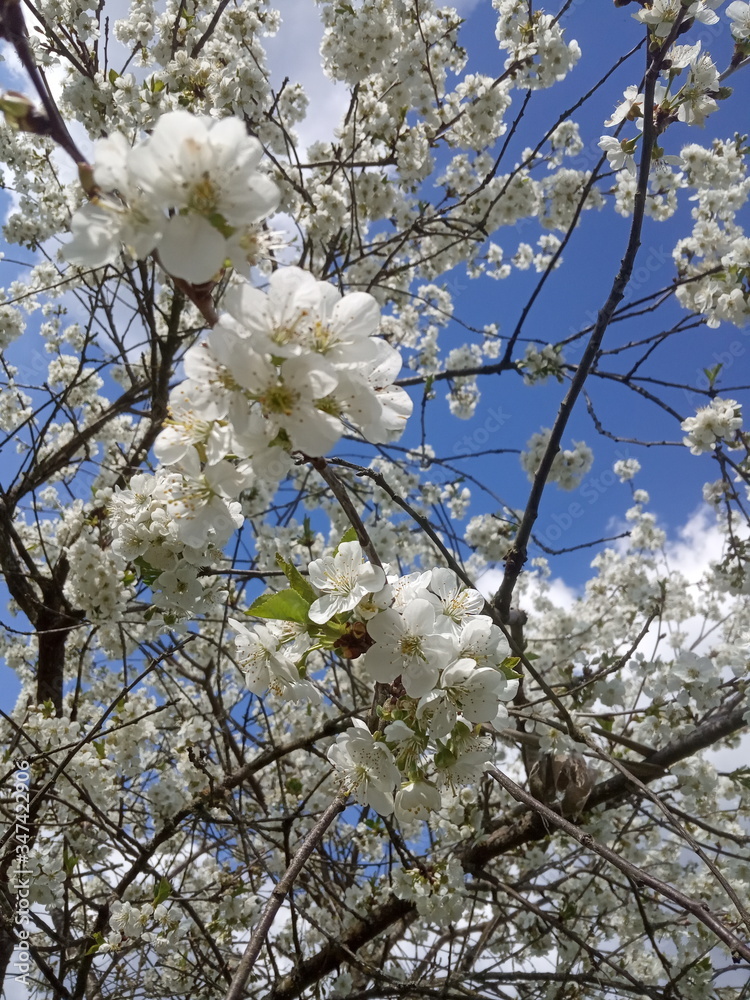 cherry tree blossom, spring garden cherry tree blossom, spring garden